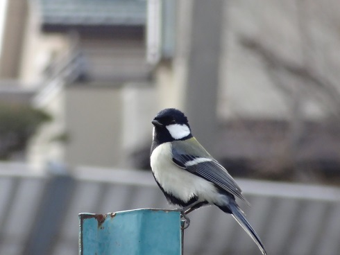 f0000521_07091398.jpg
