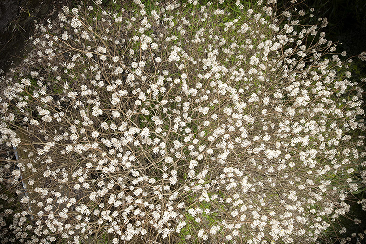 d0147530_8245419.jpg