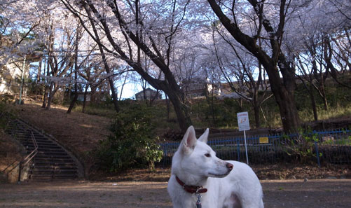 a0117039_003030.jpg