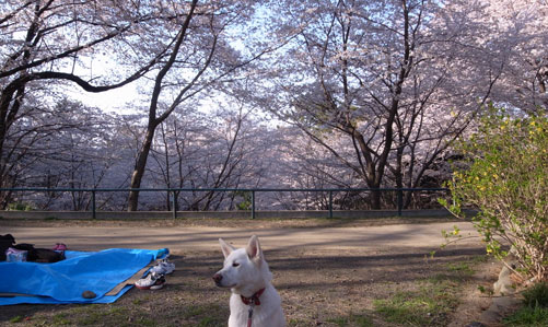 a0117039_004740.jpg