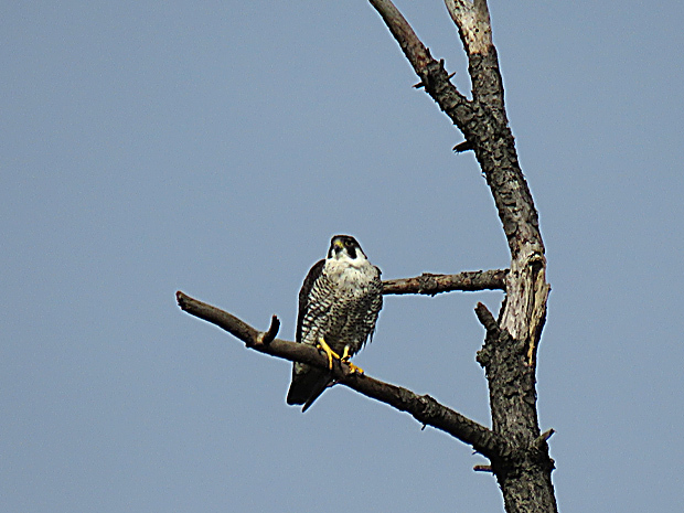 f0214649_12183493.jpg