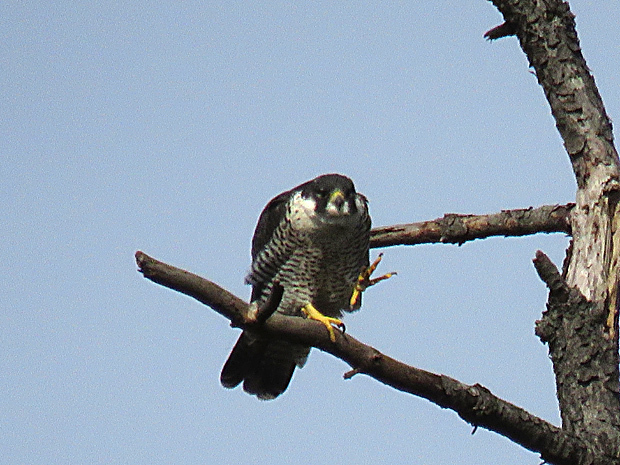 f0214649_12245491.jpg
