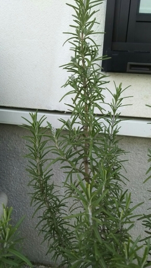 f0098671_15531459.jpg