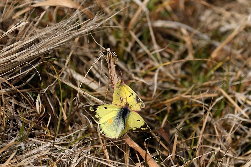 f0031682_16303087.jpg