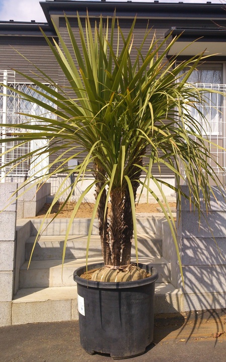 e0202111_14482520.jpg