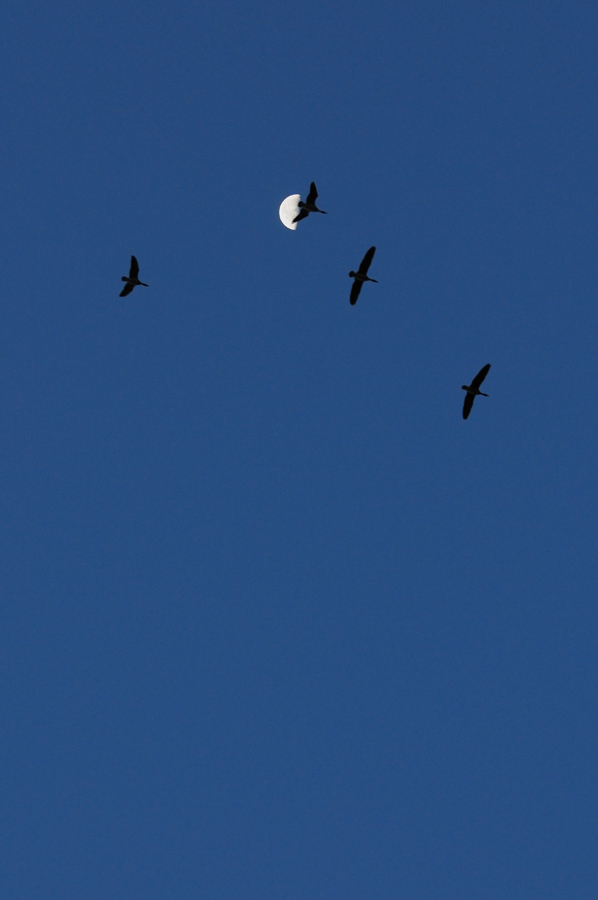 a0039245_155265.jpg