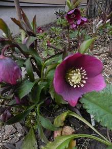 c0109450_213166.jpg