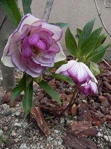 c0109450_2163393.jpg