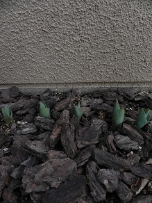 c0109450_21911100.jpg