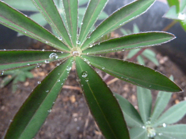 e0278968_23005677.jpg