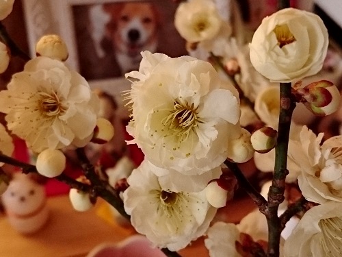 c0084117_20592211.jpg