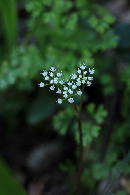 e0304170_18451001.jpg