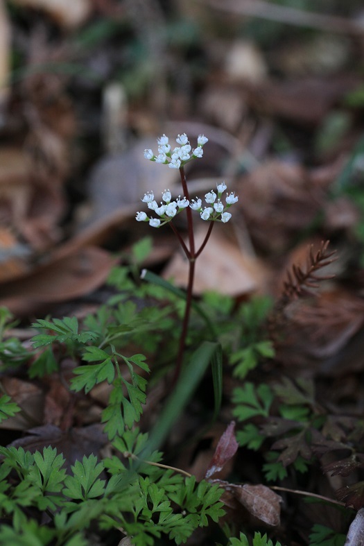 e0304170_18451832.jpg