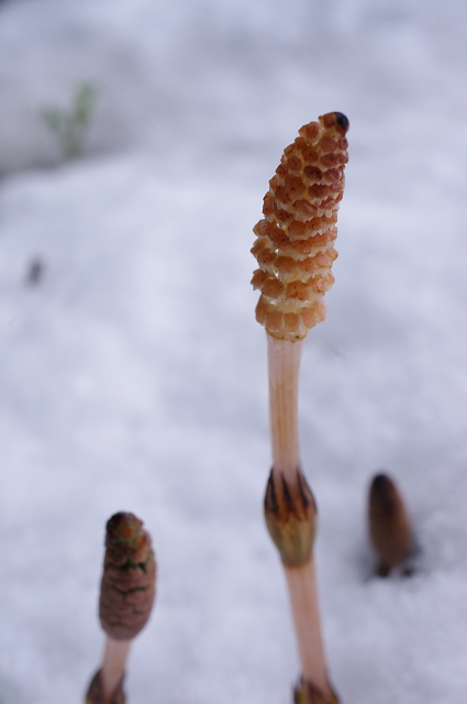 e0376691_22010649.jpg