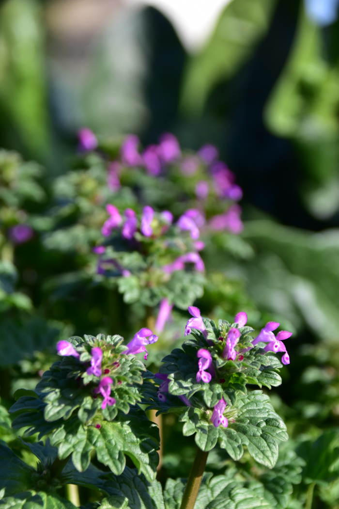 c0049299_21591776.jpg