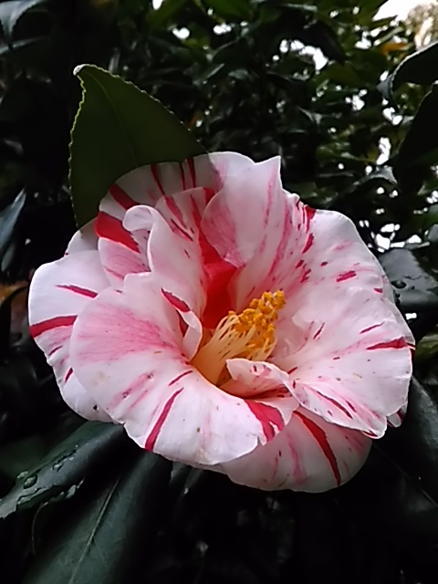 f0354923_00374523.jpg