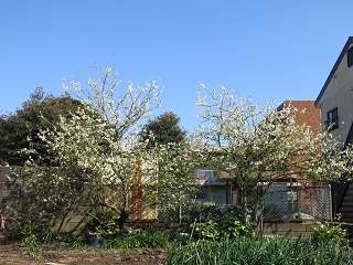 e0130185_19263676.jpg