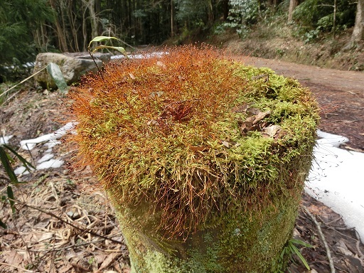 b0181818_15364519.jpg