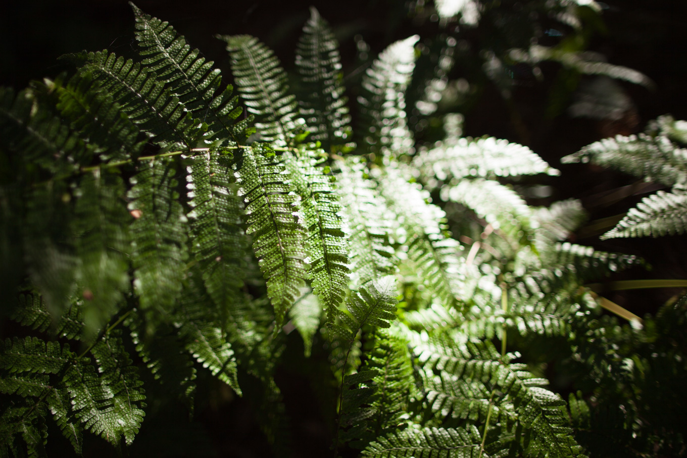 c0369219_21040545.jpg