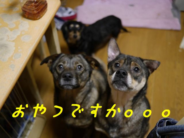 f0282319_4343570.jpg