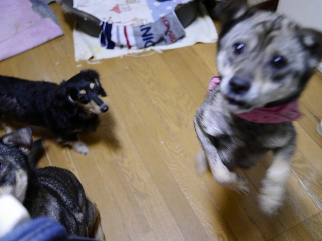 f0282319_4361915.jpg