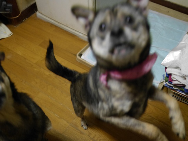 f0282319_4363070.jpg