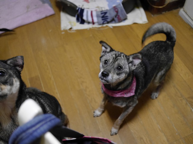 f0282319_436979.jpg