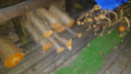 c0162128_129021.jpg