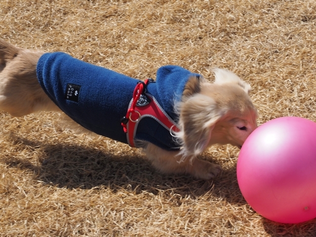 c0117831_20100398.jpg