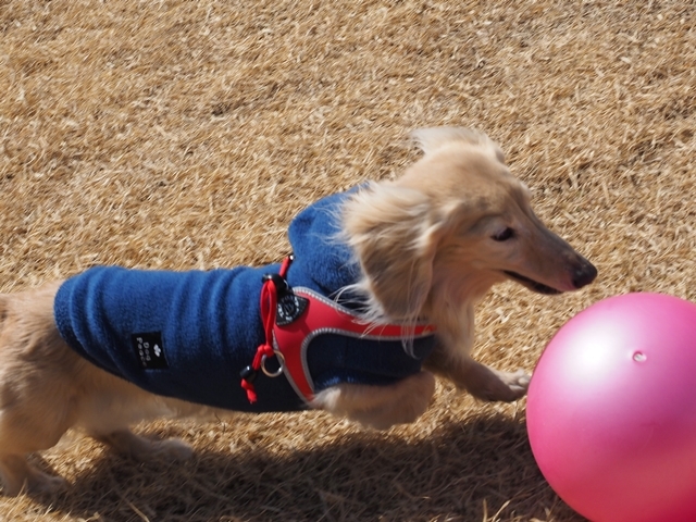 c0117831_20101346.jpg