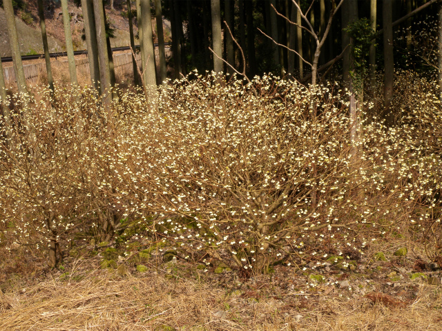 e0272335_20334418.jpg
