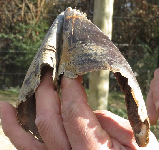 f0002743_1551840.jpg