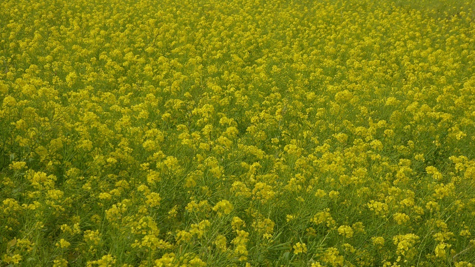 d0288144_17285332.jpg