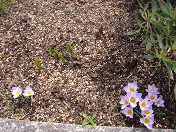 e0001558_11383537.gif