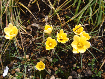 e0001558_11390471.gif