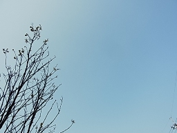 e0155085_2091277.jpg