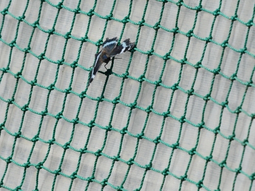 f0310988_16334702.jpg