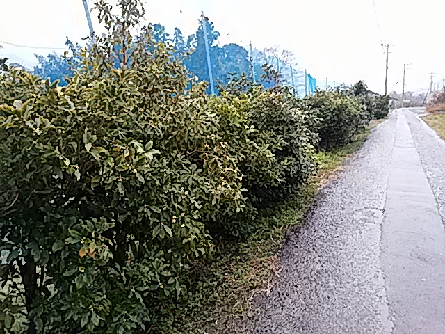 f0231709_18552374.jpg