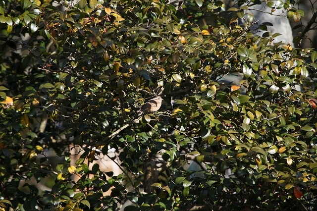 a0242438_20224537.jpg