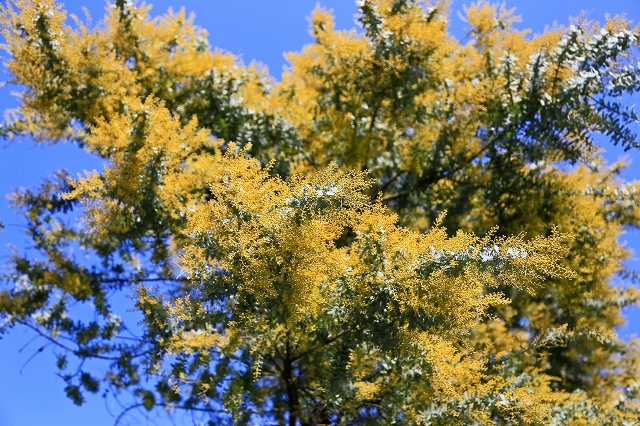 a0242438_20235383.jpg
