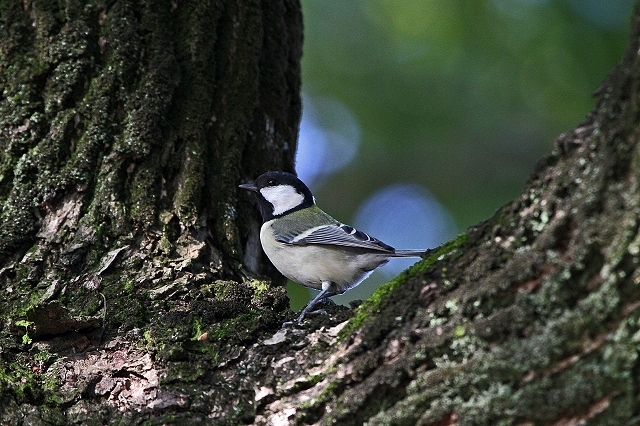 a0242438_20241366.jpg
