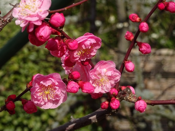 b0299042_15325949.jpg