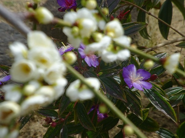 b0299042_15331771.jpg