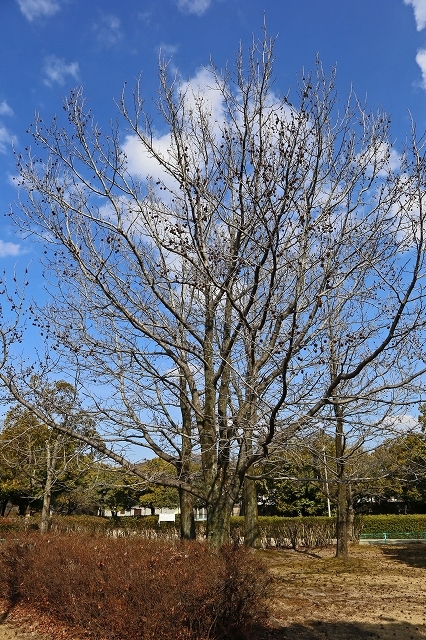 a0242438_20205865.jpg