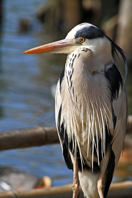 a0242438_21202903.jpg