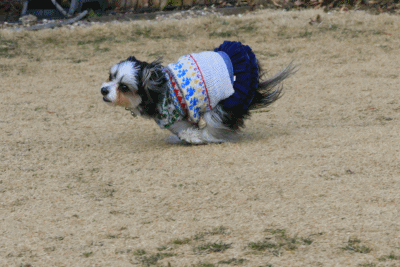 c0145250_09071451.gif