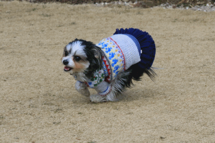 c0145250_09071862.gif