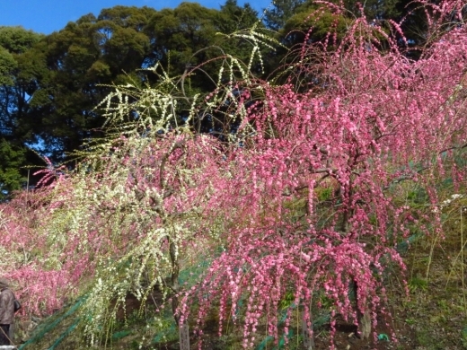 a0018655_15352550.jpg