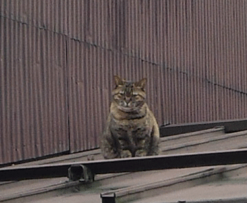 e0001558_10195009.gif