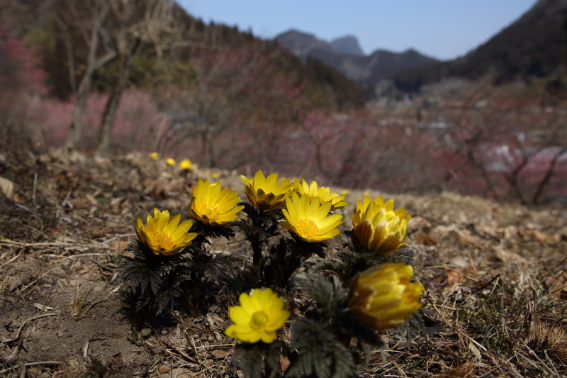 a0357206_20541179.jpg